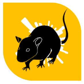 TMD Environnement - Rats