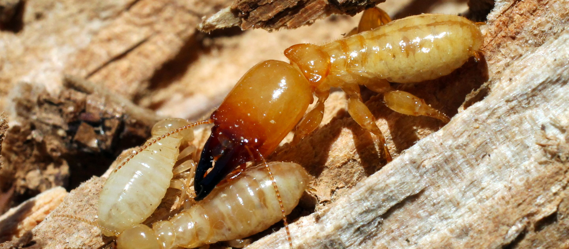 Tmd Environnement : Termites