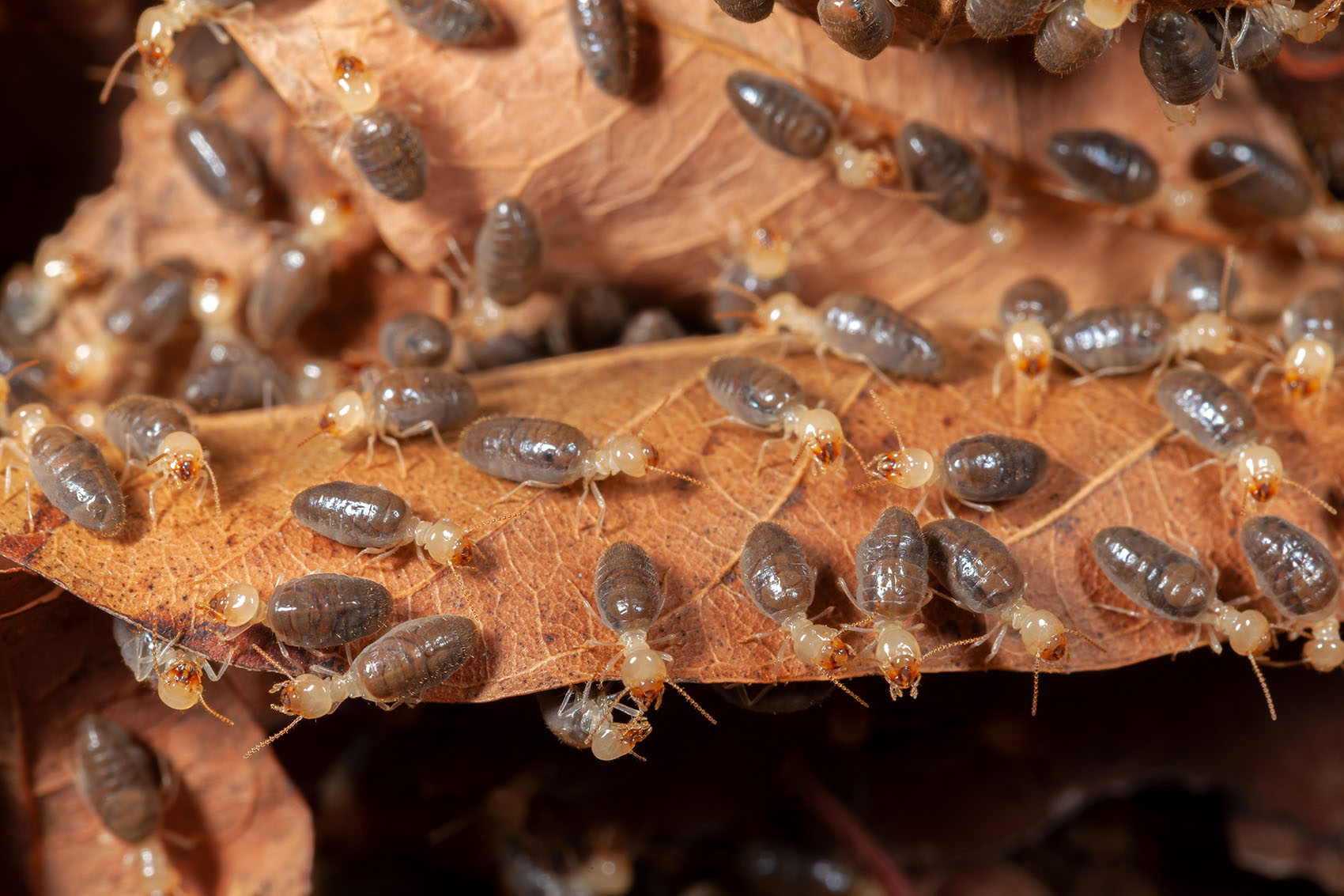 Termites à Segré en Anjou bleu